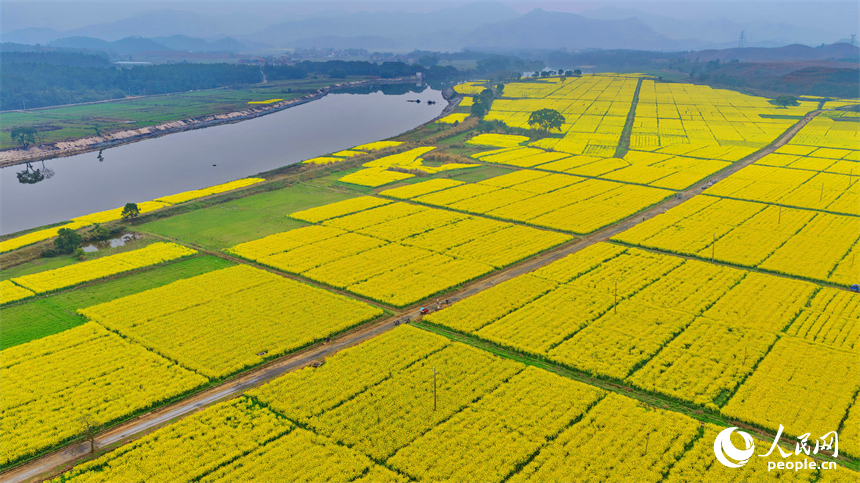 吉安市吉水县乌江镇千亩油菜基地，成片金黄色的油菜花长势喜人、蔚为壮观。人民网记者 朱海鹏摄