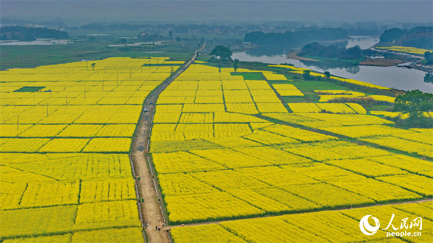 吉安市吉水县乌江镇千亩油菜基地，成片金黄色的油菜花长势喜人、蔚为壮观。人民网记者 朱海鹏摄