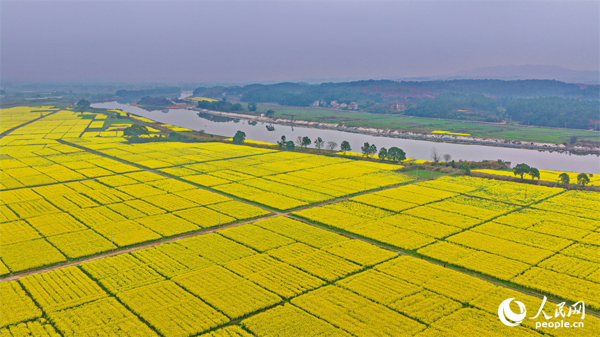 吉安市吉水县乌江镇千亩油菜基地，成片金黄色的油菜花长势喜人、蔚为壮观。人民网记者 朱海鹏摄