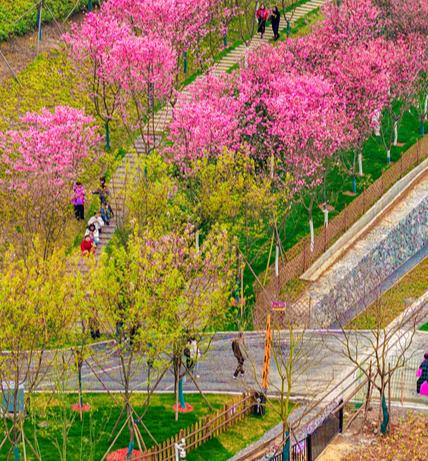 撫州東臨新區：櫻花盛放引客來