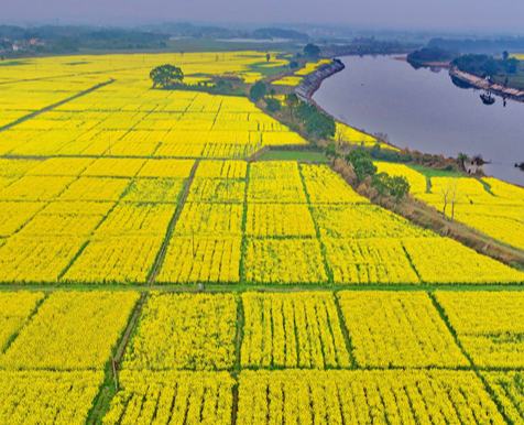 江西吉水：糧油產業助增收