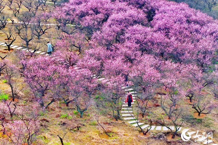梅花競相綻放，吸引不少穿著傳統漢服的游客前來賞花踏青、拍攝寫真。人民網記者 朱海鵬攝