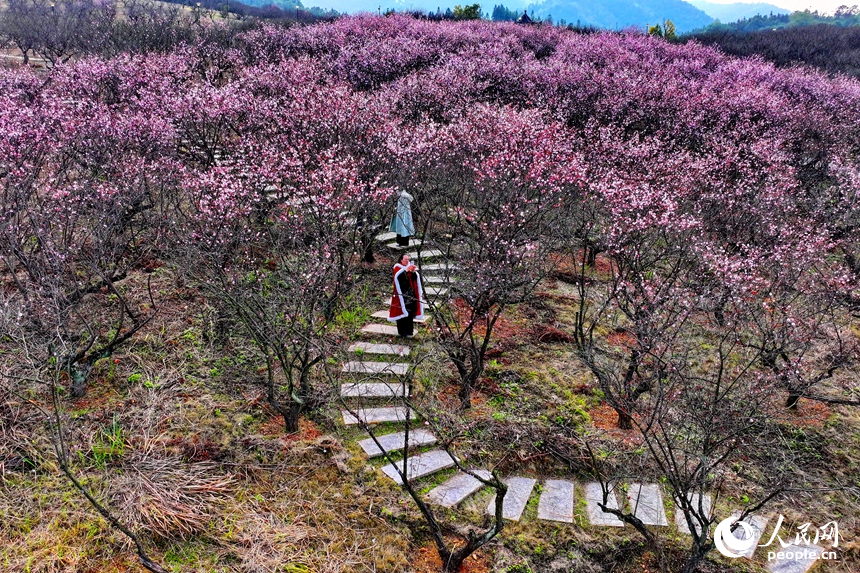 梅花竞相绽放，吸引不少穿着传统汉服的游客前来赏花踏青、拍摄写真。人民网记者 朱海鹏摄