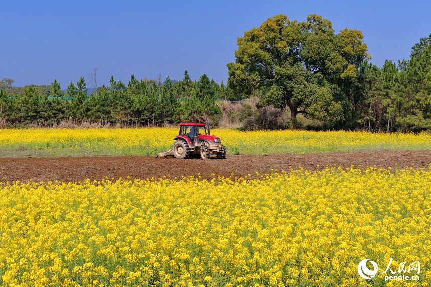 吉安市吉水縣白沙鎮南坪村，村民駕駛犁田拖拉機在翻耕農田。人民網記者 朱海鵬攝