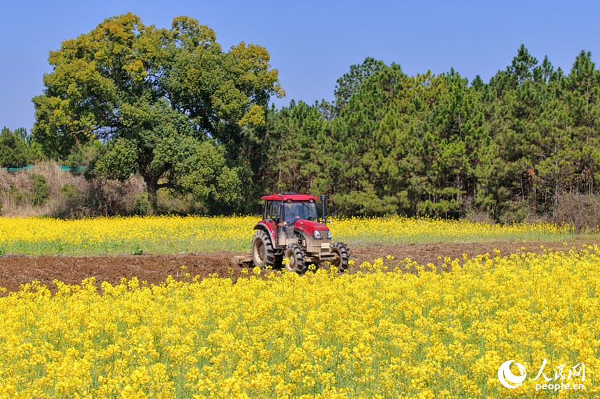 吉安市吉水縣白沙鎮南坪村，村民駕駛犁田拖拉機在翻耕農田。人民網記者 朱海鵬攝