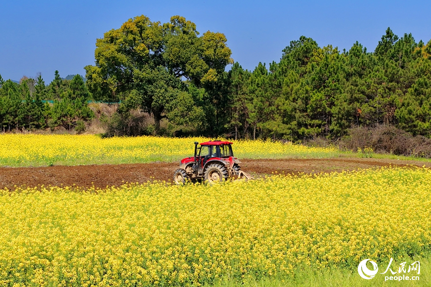 吉安市吉水縣白沙鎮南坪村，村民駕駛犁田拖拉機在翻耕農田。人民網記者 朱海鵬攝