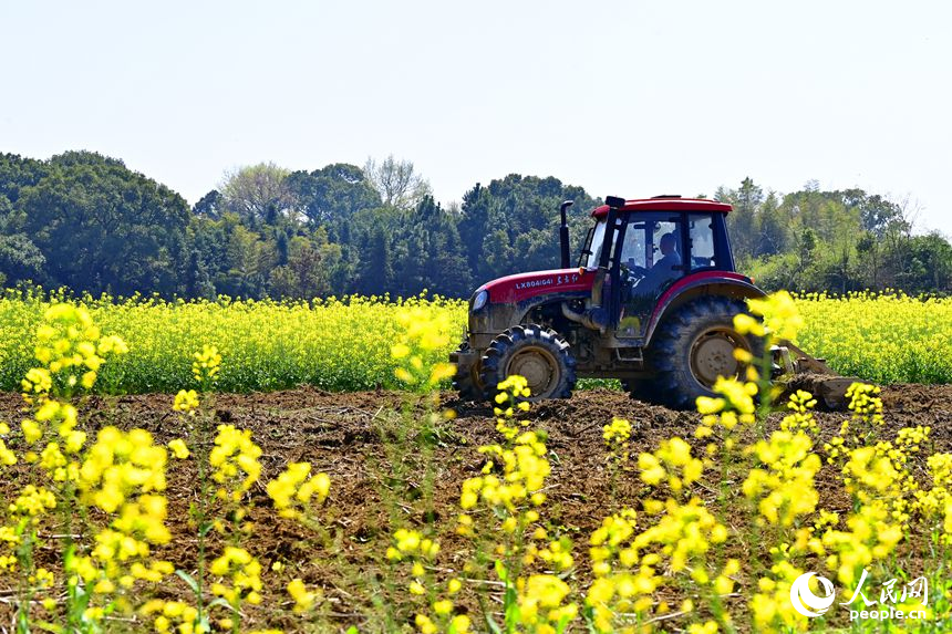 吉安市吉水縣白沙鎮南坪村，村民駕駛犁田拖拉機在翻耕農田。人民網記者 朱海鵬攝
