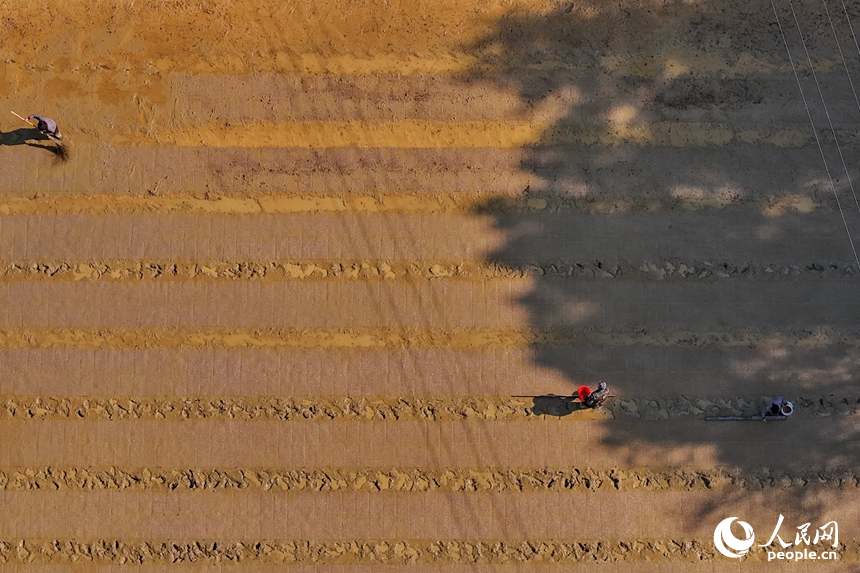 吉安市吉水縣白沙鎮南坪村，村民在田間育秧。人民網記者 朱海鵬攝