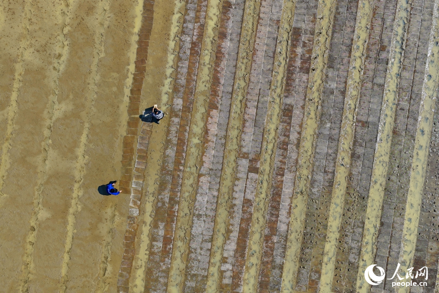 吉安市吉水縣白沙鎮南坪村，村民在田間育秧。人民網記者 朱海鵬攝