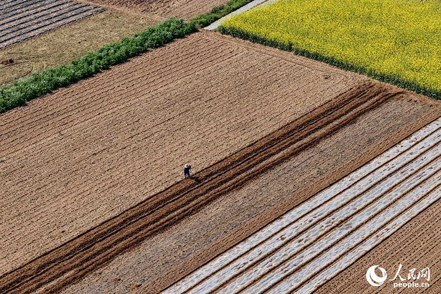 吉安市吉水縣白沙鎮南坪村，村民在耕整農田。人民網記者 朱海鵬攝