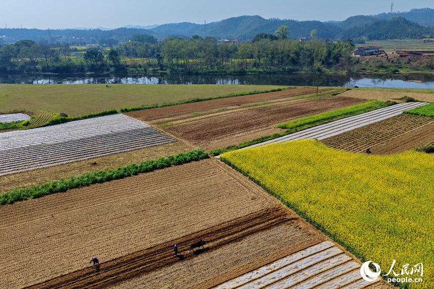 吉安市吉水縣白沙鎮南坪村，村民在耕整農田。人民網記者 朱海鵬攝