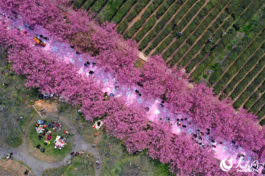 鳳凰溝內繁花似錦，游客們踏春賞花，盡享春日裡的生態之美與愜意時光。人民網記者 時雨攝