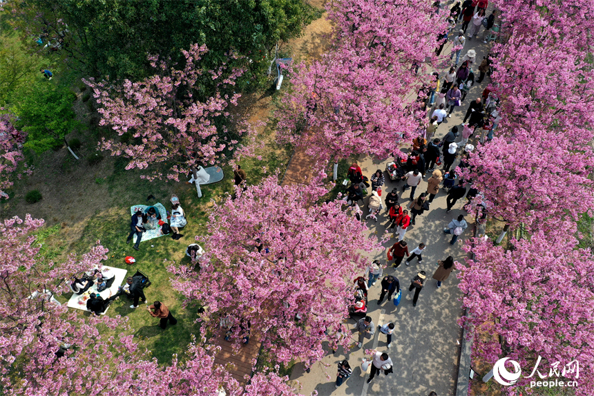 鳳凰溝內繁花似錦，游客們踏春賞花，盡享春日裡的生態之美與愜意時光。人民網記者 時雨攝