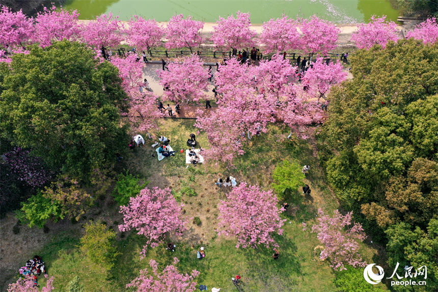 鳳凰溝內繁花似錦，游客們踏春賞花，盡享春日裡的生態之美與愜意時光。人民網記者 時雨攝