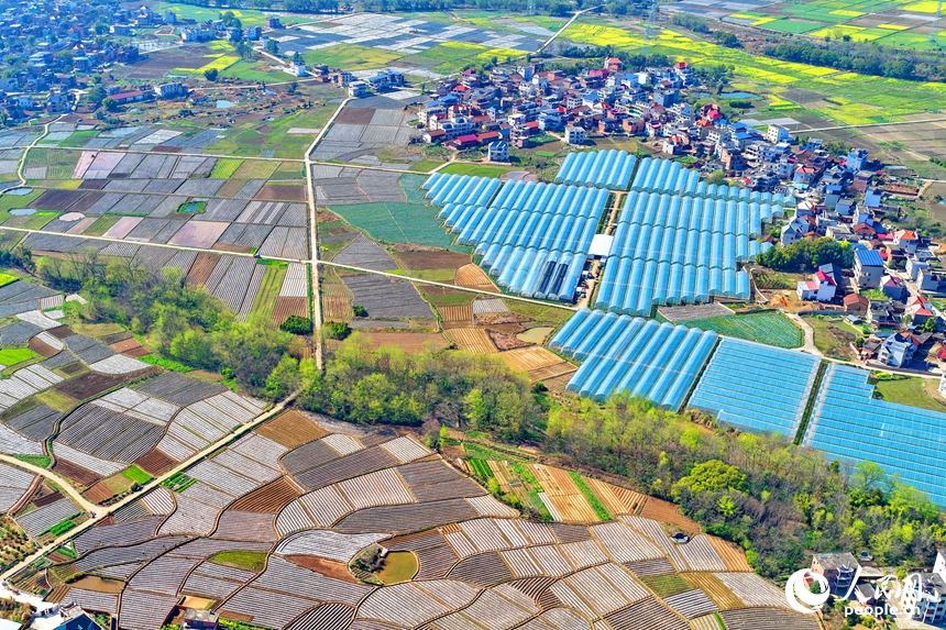 贛州市興國縣高興鎮文溪村，田壟縱橫、大棚林立，民居與青山相映成景，呈現一幅春日秀美田園畫卷。人民網記者 朱海鵬攝