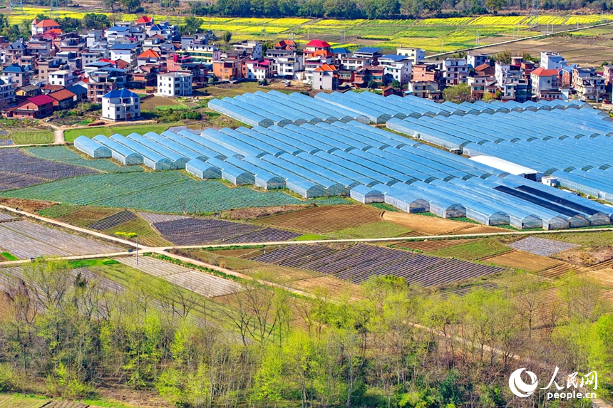 贛州市興國縣高興鎮文溪村，田壟縱橫、大棚林立，民居與青山相映成景，呈現一幅春日秀美田園畫卷。人民網記者 朱海鵬攝