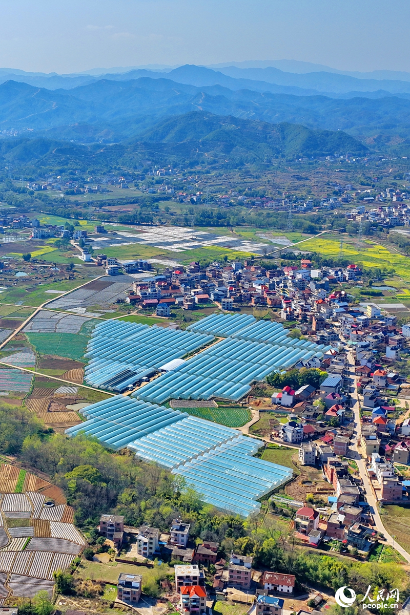 贛州市興國縣高興鎮文溪村，田壟縱橫、大棚林立，民居與青山相映成景，呈現一幅春日秀美田園畫卷。人民網記者 朱海鵬攝
