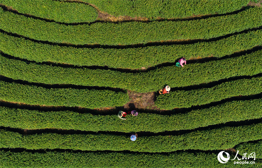 吉安市吉水縣螺田鎮老山村盤嶺坑高山茶場，茶農在茶園採摘明前茶。人民網記者 朱海鵬攝