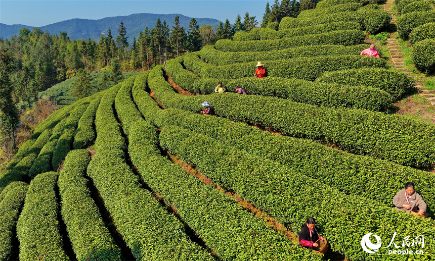 吉安市吉水縣螺田鎮老山村盤嶺坑高山茶場，茶農在茶園採摘明前茶。人民網記者 朱海鵬攝