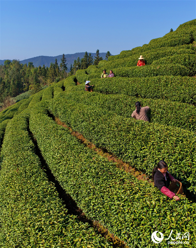 吉安市吉水縣螺田鎮老山村盤嶺坑高山茶場，茶農在茶園採摘明前茶。人民網記者 朱海鵬攝