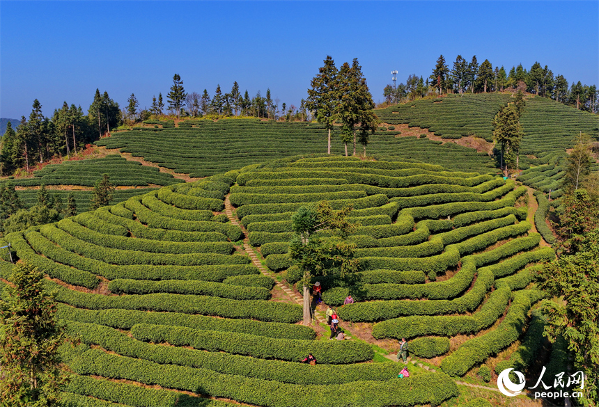 吉安市吉水縣螺田鎮老山村盤嶺坑高山茶場，茶農在茶園採摘明前茶。人民網記者 朱海鵬攝