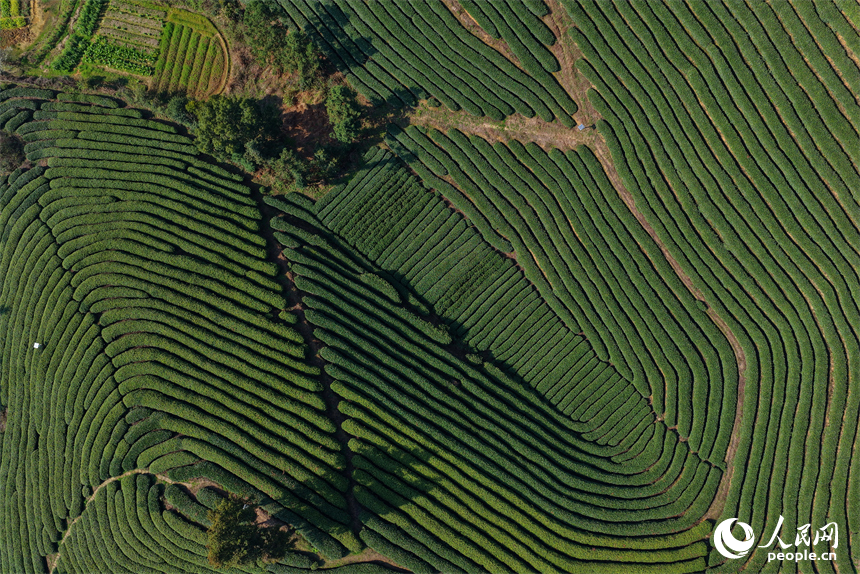 吉安市吉水縣螺田鎮老山村盤嶺坑高山茶場，茶農在茶園採摘明前茶。人民網記者 朱海鵬攝