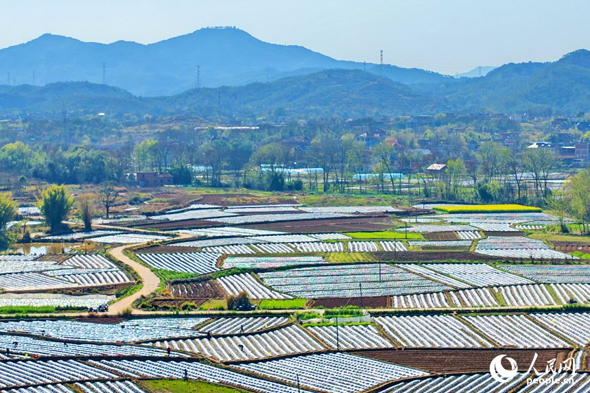 村民忙着栽种蔬菜、瓜果等农作物。人民网记者 朱海鹏摄