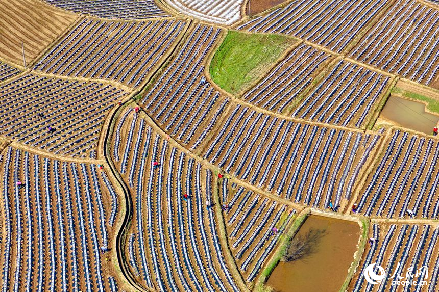 村民忙着栽种蔬菜、瓜果等农作物。人民网记者 朱海鹏摄