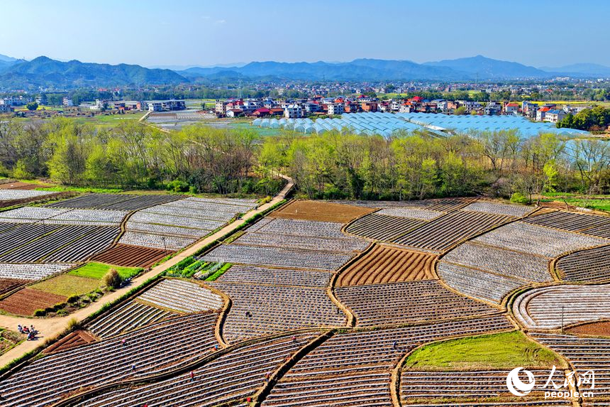 村民忙着栽种蔬菜、瓜果等农作物。人民网记者 朱海鹏摄
