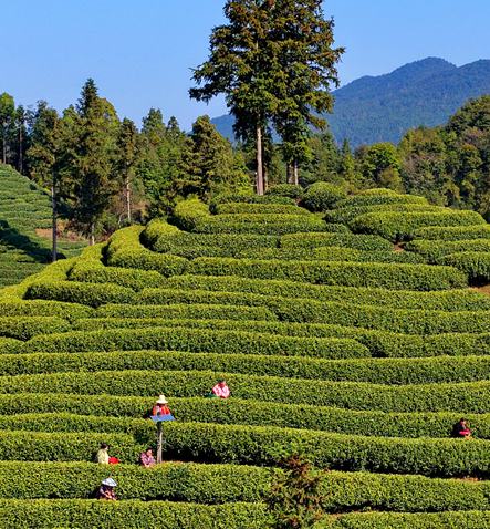 江西吉水：春茶吐新芽 茶農忙採茶