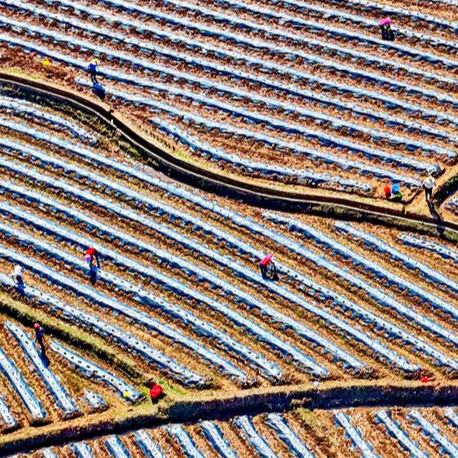 江西興國：搶農時 忙農事