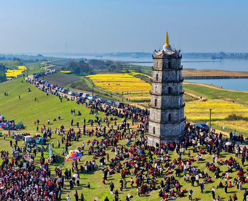 江西樟樹：七彩油菜花開引客來