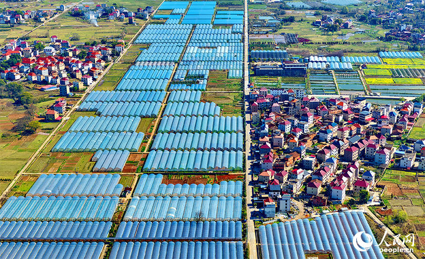 赣州市兴国县潋江镇杨澄村的一处设施农业种植基地，整齐排列的薄膜大棚蔚为壮观。人民网记者 朱海鹏摄