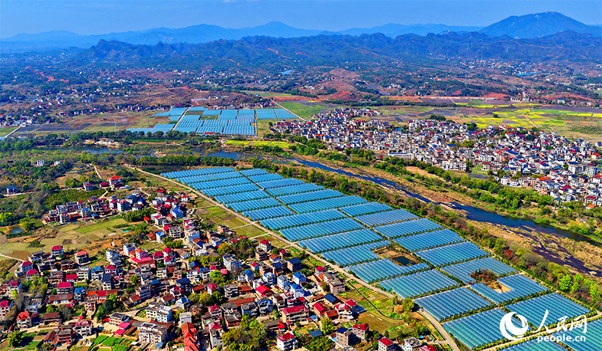 赣州市兴国县潋江镇杨澄村的一处设施农业种植基地，整齐排列的薄膜大棚蔚为壮观。人民网记者 朱海鹏摄