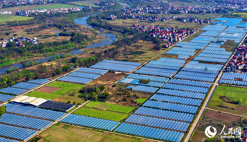 赣州市兴国县潋江镇杨澄村的一处设施农业种植基地，整齐排列的薄膜大棚蔚为壮观。人民网记者 朱海鹏摄