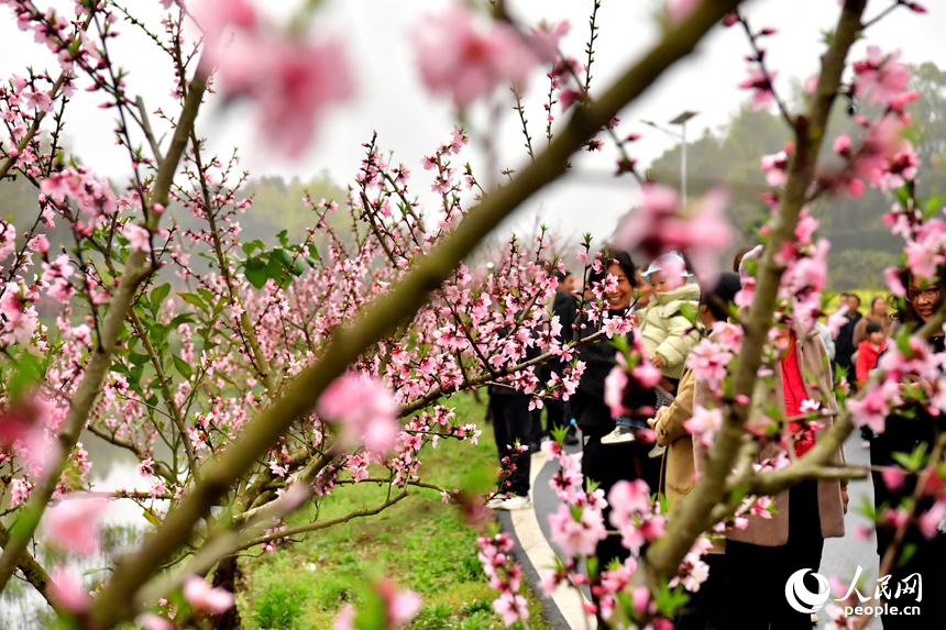 市民和游客纷至沓来，踏青赏花，享受春日时光。人民网记者 时雨摄