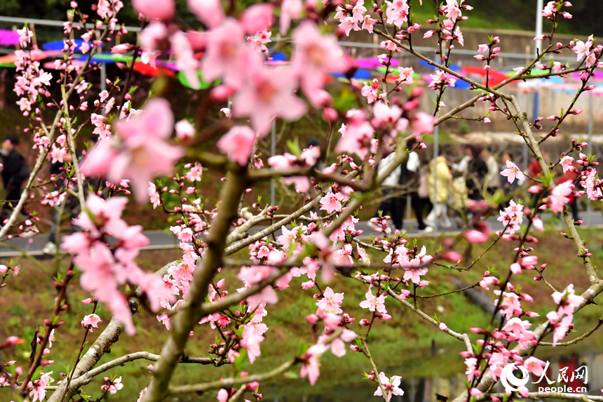 市民和游客纷至沓来，踏青赏花，享受春日时光。人民网记者 时雨摄
