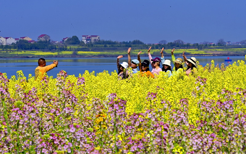 江西樟树：彩色油菜花扮靓乡村引客来