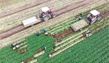 因地制宜发展萝卜产业