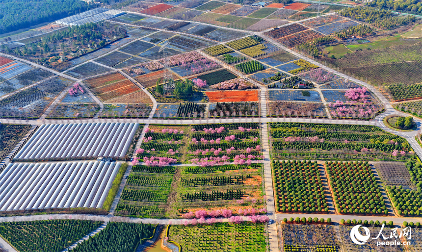 连片的种植花卉、树苗如同色彩斑斓的油画。人民网记者 朱海鹏摄