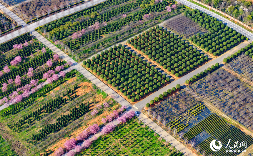 連片的種植花卉、樹苗如同色彩斑斕的油畫。人民網記者 朱海鵬攝