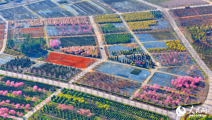 連片的種植花卉、樹苗如同色彩斑斕的油畫。人民網記者 朱海鵬攝