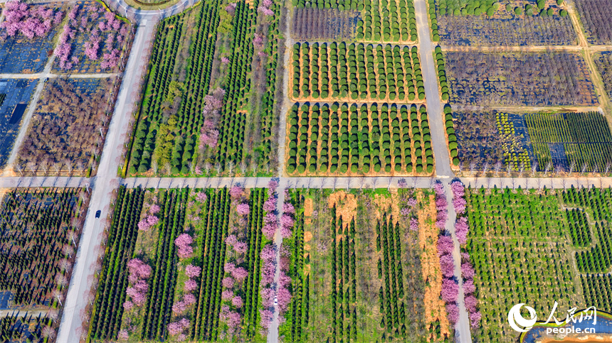連片的種植花卉、樹苗如同色彩斑斕的油畫。人民網記者 朱海鵬攝