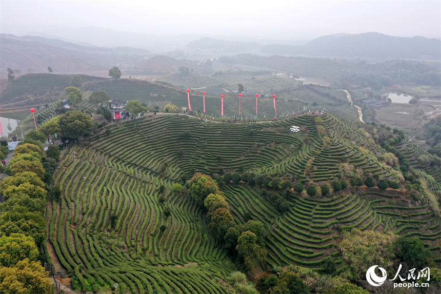 靖安县仁首镇“茶立方”生态白茶园的茶垄随山势绵延，翠绿茶树宛若大地“指纹”。人民网记者 时雨摄