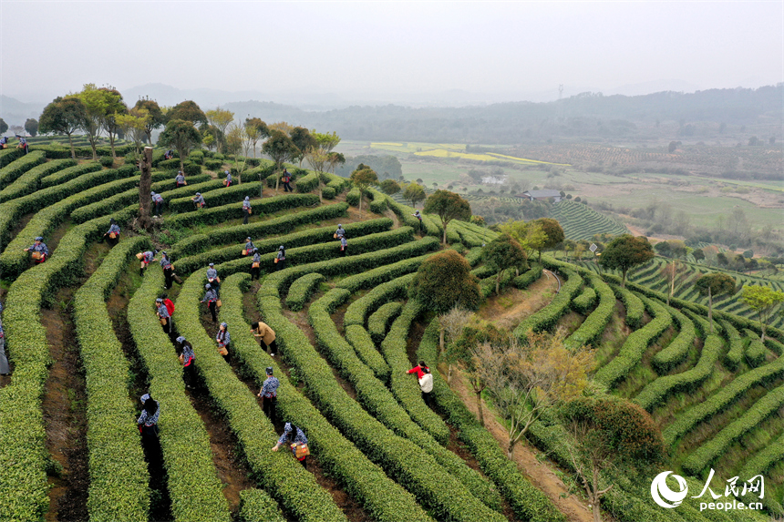 靖安縣仁首鎮“茶立方”生態白茶園進入春茶採摘黃金期，茶農和游客正在採摘白茶嫩芽。人民網記者 時雨攝