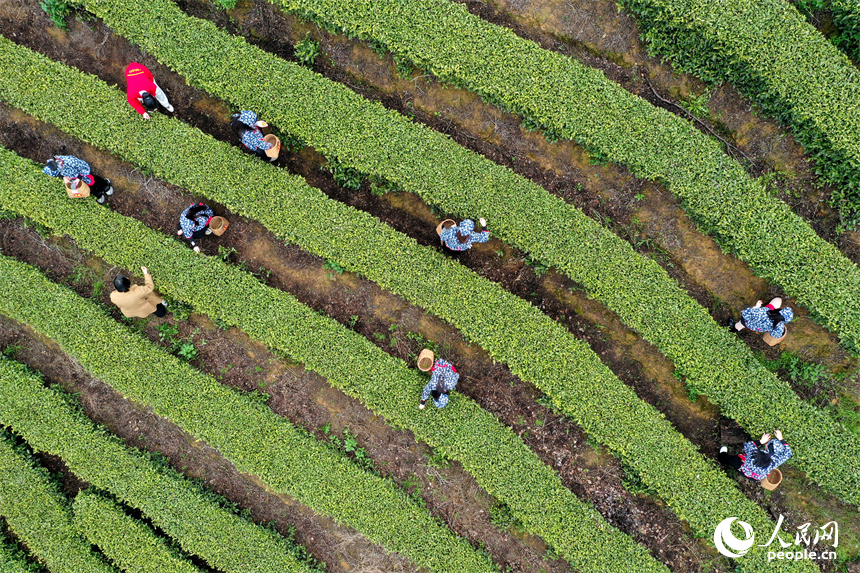 靖安县仁首镇“茶立方”生态白茶园进入春茶采摘黄金期，茶农和游客正在采摘白茶嫩芽。人民网记者 时雨摄