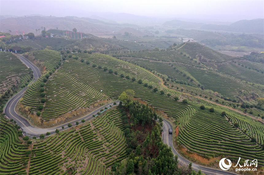 靖安县仁首镇“茶立方”生态白茶园的茶垄随山势绵延，翠绿茶树宛若大地“指纹”。人民网记者 时雨摄