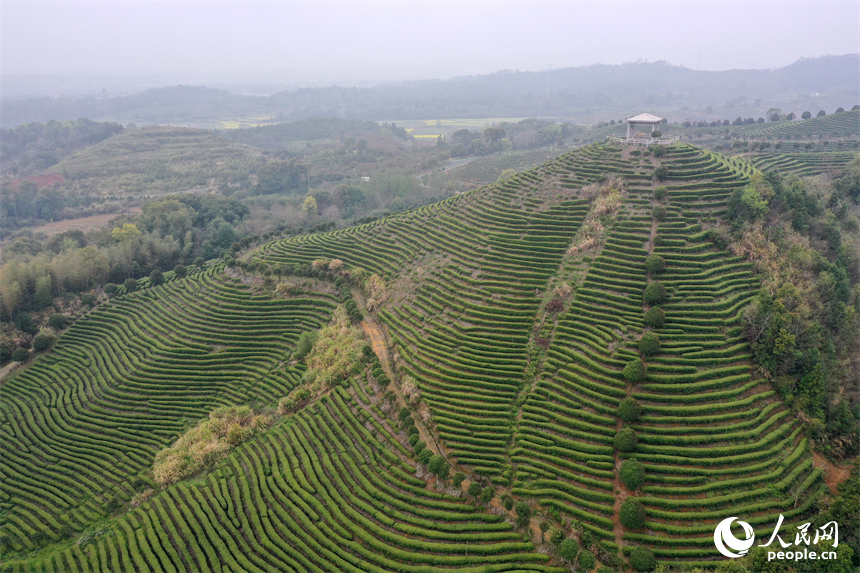 靖安县仁首镇“茶立方”生态白茶园的茶垄随山势绵延，翠绿茶树宛若大地“指纹”。人民网记者 时雨摄