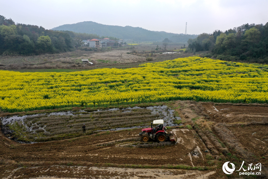 靖安縣仁首鎮的水田裡，農機穿梭翻耕土地，為栽種早稻做准備。人民網記者 時雨攝