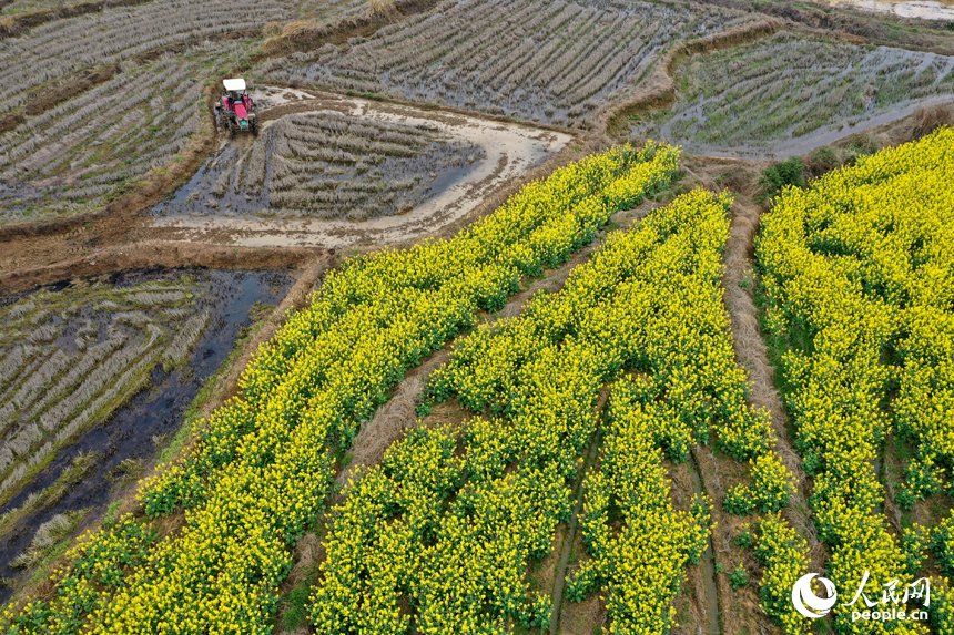 靖安縣仁首鎮的水田裡，農機穿梭翻耕土地，為栽種早稻做准備。人民網記者 時雨攝
